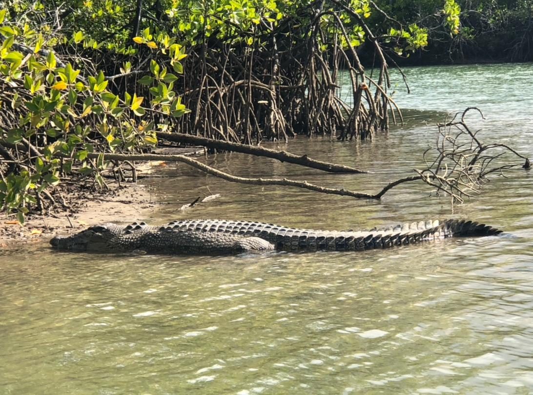 A saltwater crocodile on the riverbank