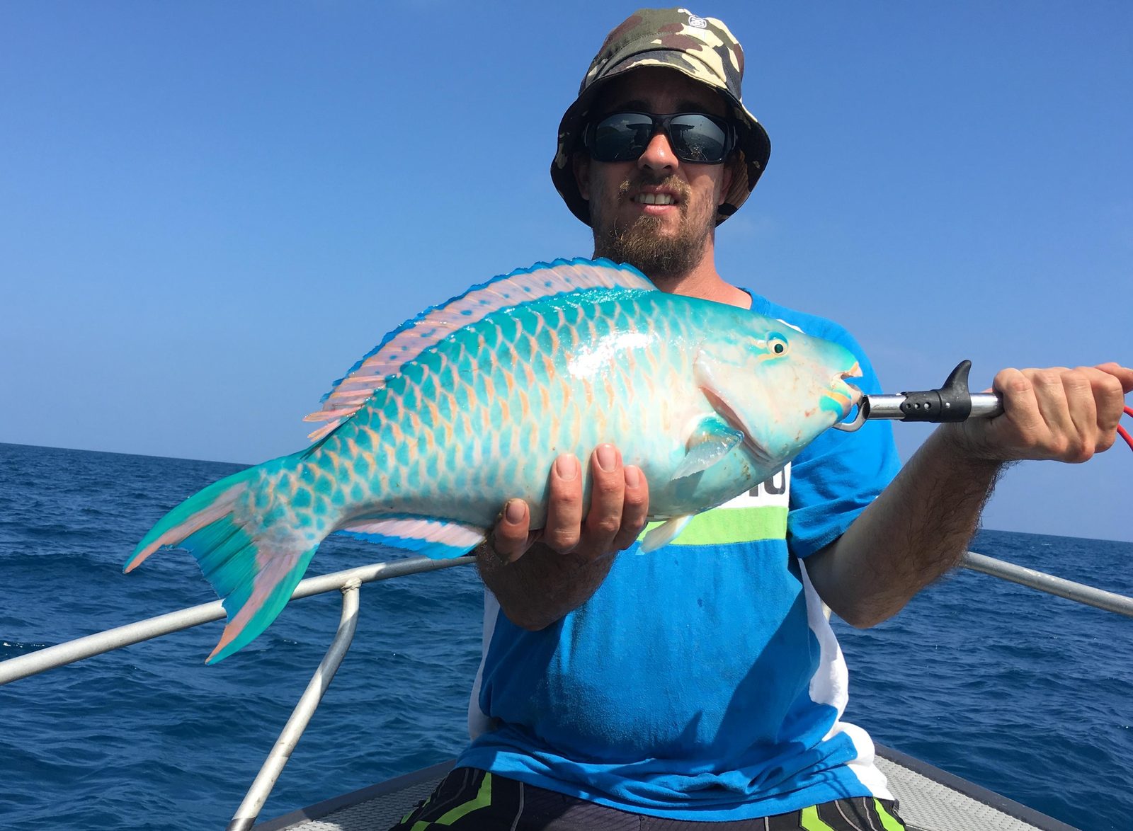 A colourful parrotfish